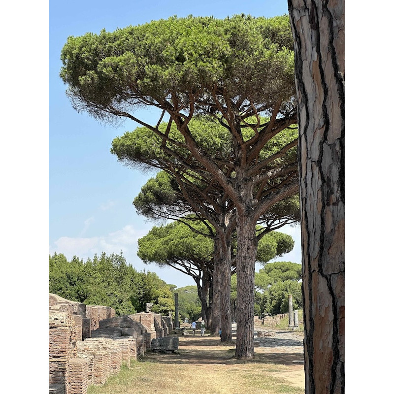 Ostia Antica - Aleja Drzew Ostia Antica - Aleja Drzew