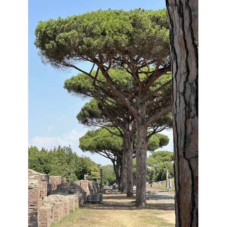 Ostia Antica - Aleja Drzew